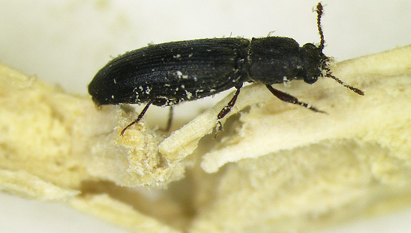 Splitvedbille Træ Kan Være Angrebet Af Insekter Før Indbygning
